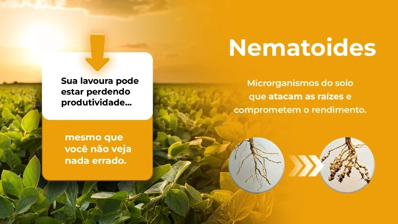Nematoides: o inimigo invisível da produtividade (e como enfrentá-lo no campo) Nematoides: o inimigo invisível da produtividade (e como enfrentá-lo no campo)